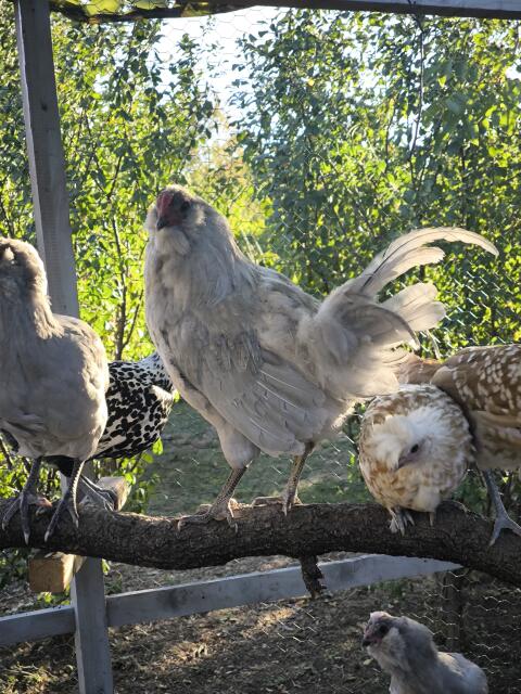British Lavender Araucana Hähne (reinrassig, handzahm)