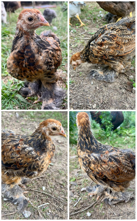 Zwerg-Brahma, blau-rebhuhnf. gebändert, Hahn, Huhn, Henne