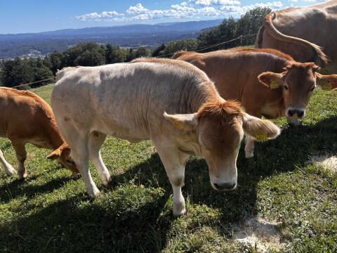 Murbodner Kalbinnen für Zucht