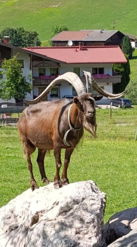 Aosta-Bock