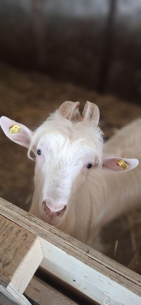 Ziegenbock