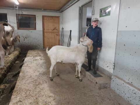 Saanebock