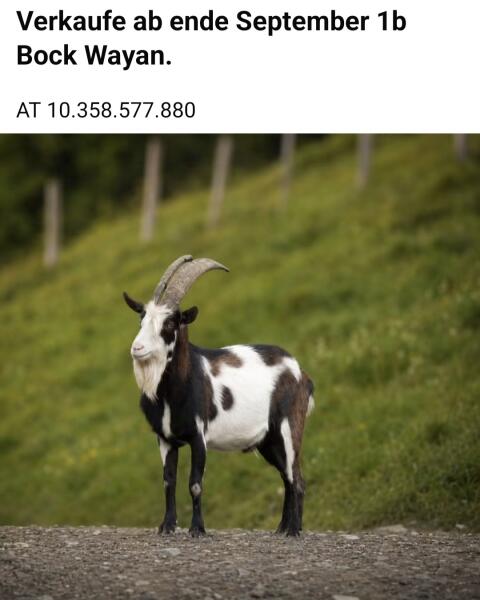 Tauernscheckenbock