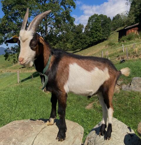 HB Tauernschecken-Kitzbock