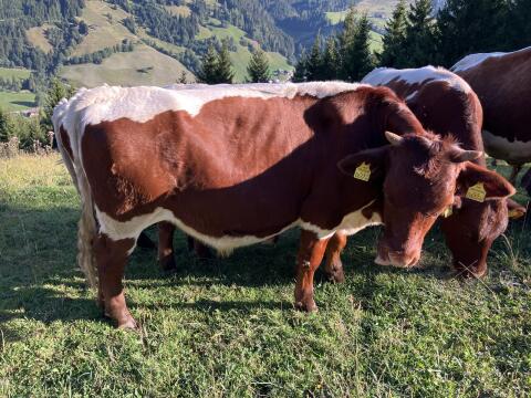 Verkaufe Pinzgauer Ochsen, Bio