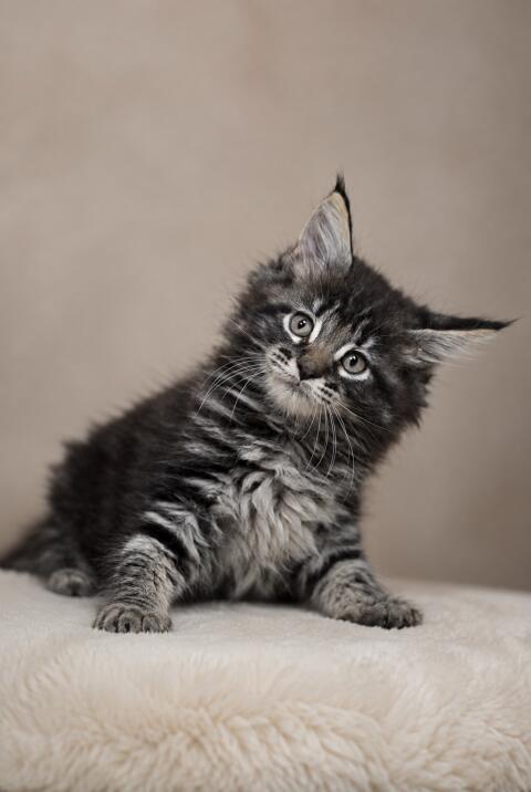 Wunderschöne Maine-Coon-Kätzchen suchen ihr Zuhause