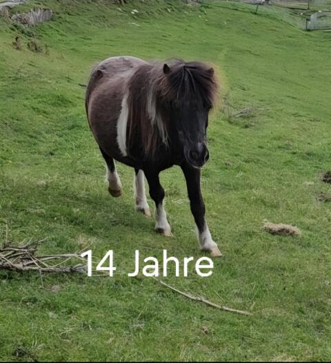 Mini-Shetty-Stuten