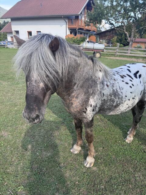 Ponyhengst