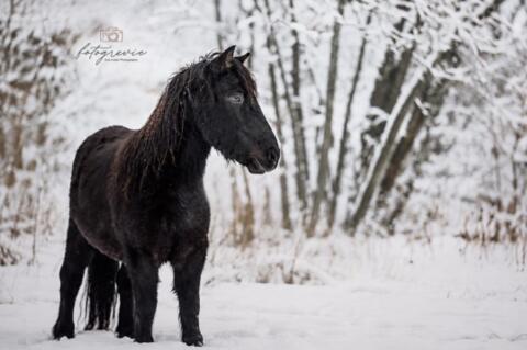 Shetty-Wallach