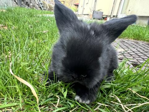 Babyhasen Mini Lop