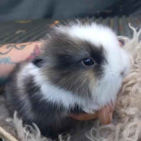 Zwergkaninchen Löwenkopf