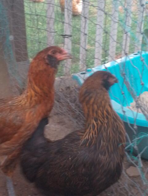 Parrot Beak Aseel, Mix Junghennen