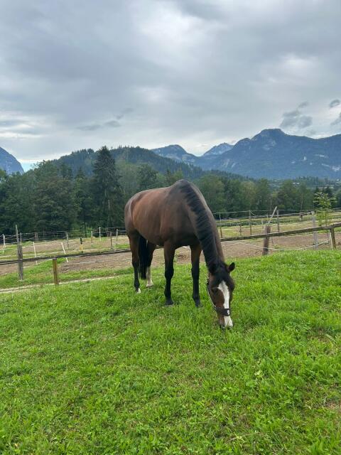 Warmblutwallach