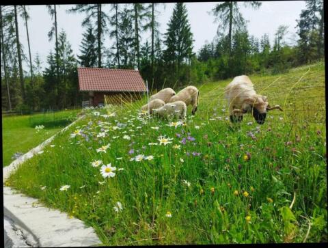 Walliser Schwarznasenschaf, 2 Widder