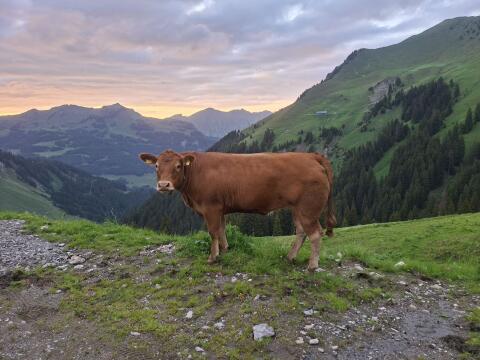 Suche Limousin-Rinder HB PP oder Pp