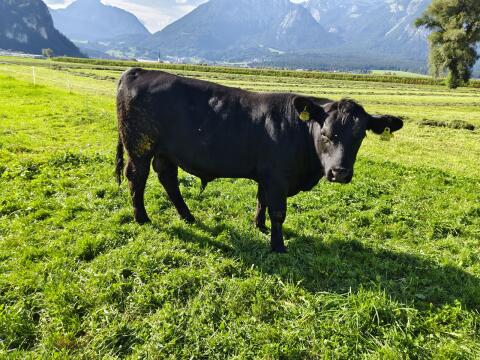 Angus-Stier
