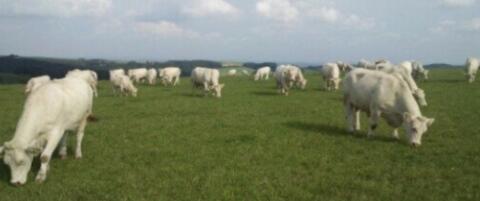 Hornlose Charolais-Kuh mit weiblichem Kalb