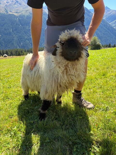 2 Walliser Schwarznasen-Widder