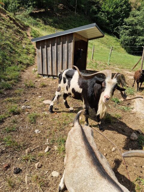 Tauernscheck-Bock