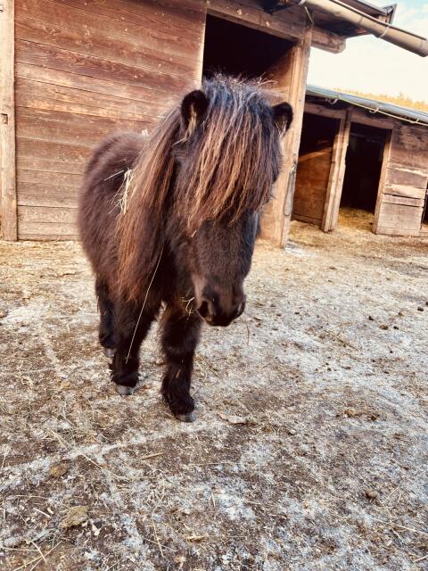 Mini-Shetty-Ponys