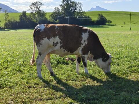 Bio-Kuh Fleckvieh