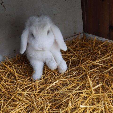 Mini-Lop Rammler