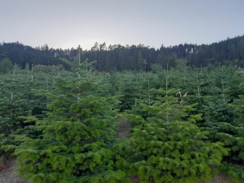 Christbäume in verschiedenen Größen 80 cm bis 3 m