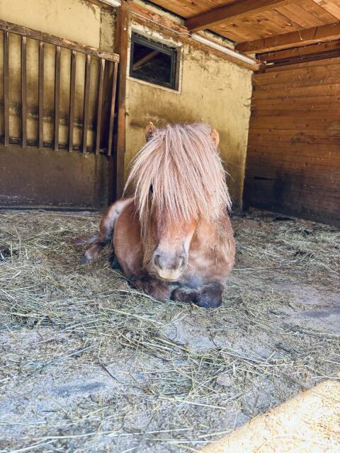 Mini-Shetty-Ponys