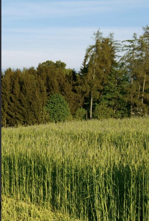 Grünschnittroggen ab Feld