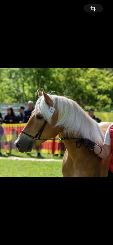 Tiroler Haflinger Elitestute