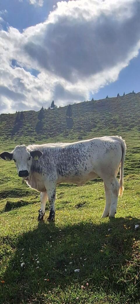 Sprinzen Kalbin