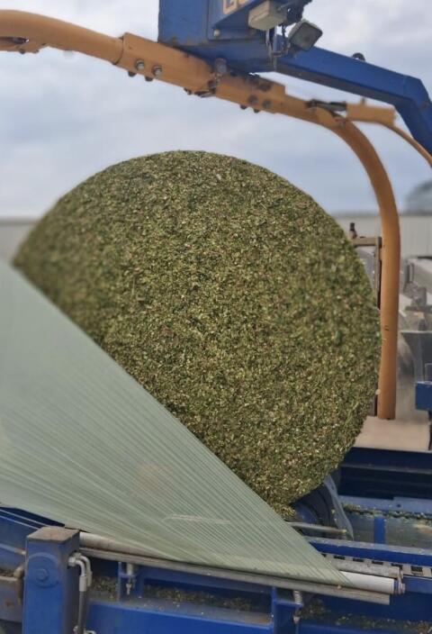 Maissilageballen