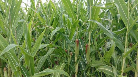 Verkaufe 2,5 ha Bio-Mais