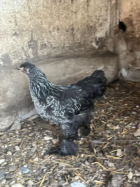 Brahma