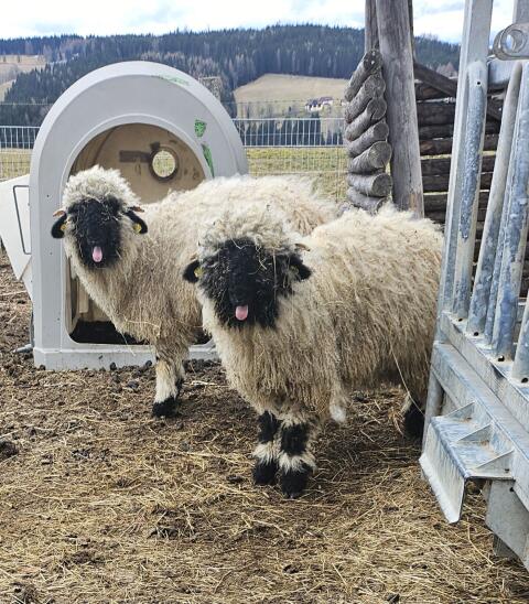Walliser Schwarznasenschafe