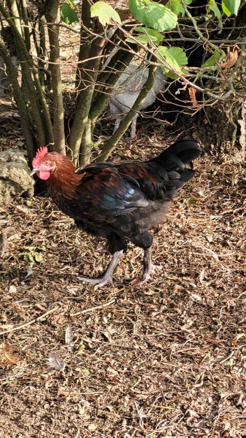 Marans Schwarz-Kupfer Hahn, Gockel