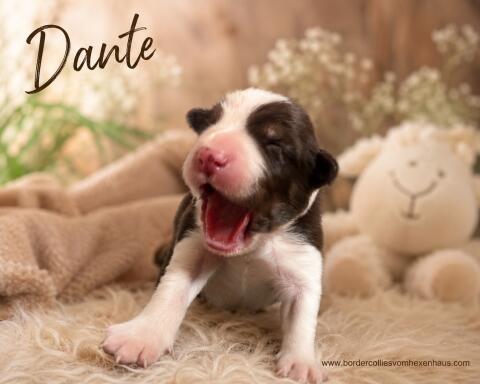 Border-Collie-Welpen
