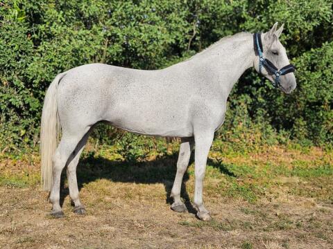 10-jährige Stute