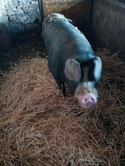 Schwäbisch Hall x Duroc Eber