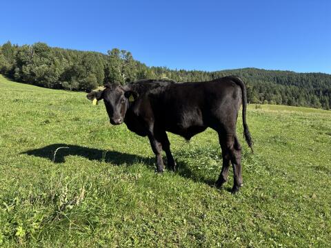 Wagyu-Ochse