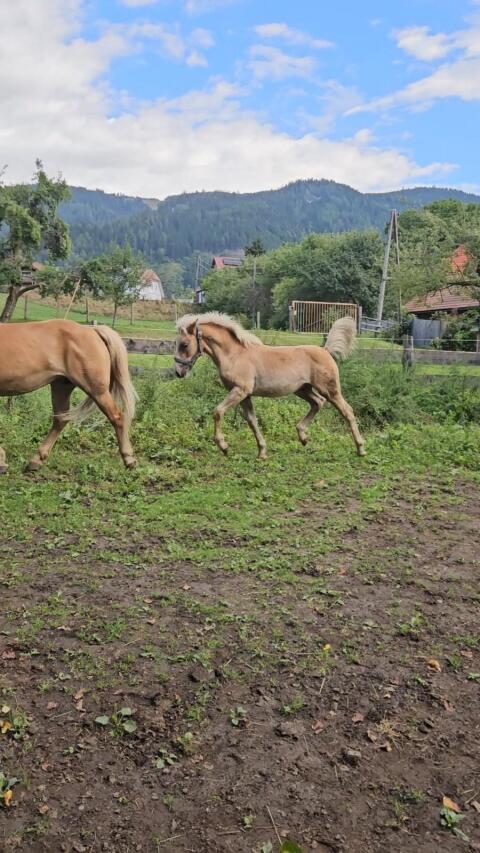 Haflinger-Hengstfohlen