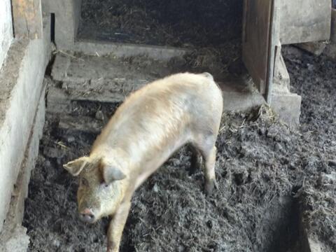 Duroc-Hausschwein zu verkaufen