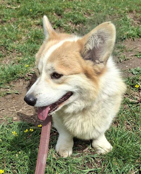 Welsh Corgi Pembroke Rüde
