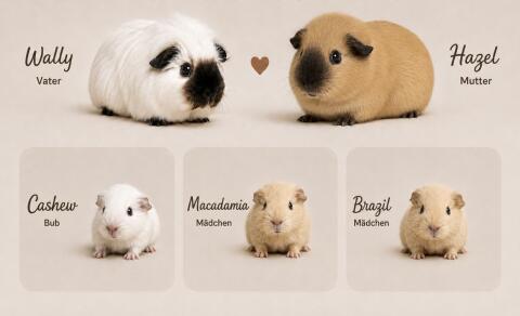 Meerschweinchen California, Lunkarya Mix Babys