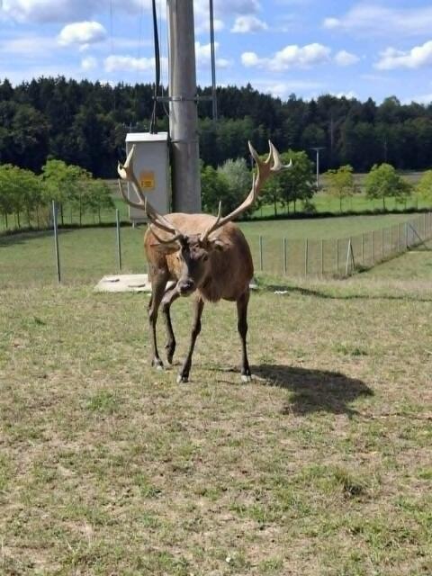 Rothirsch aus Gehege zu verkaufen, zur Zucht