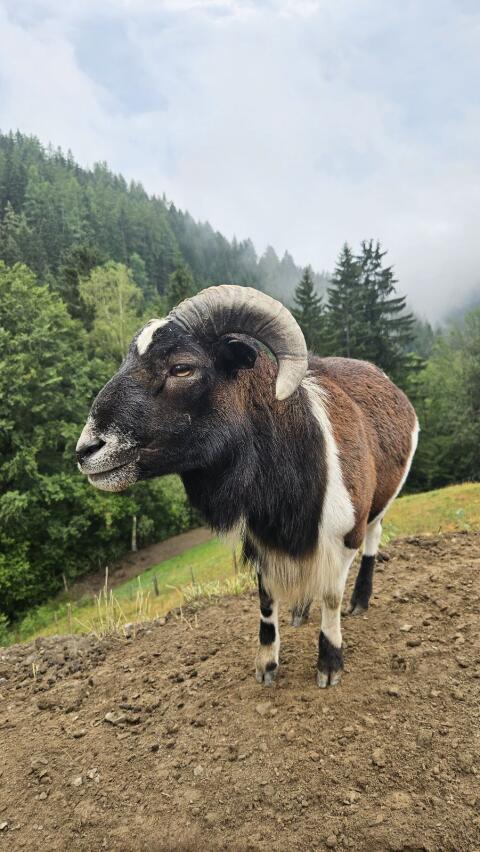 Kamerun-Bock abzugeben