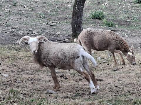 Schafbockmischling