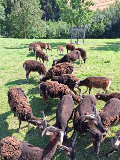 Soay-Schafe