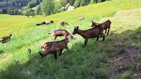 Gemsfarbige Gebirgsziege