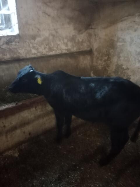 Zwerg-Zebu-Jungstier zu verkaufen